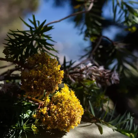 Capo Boi Vila Villasimius